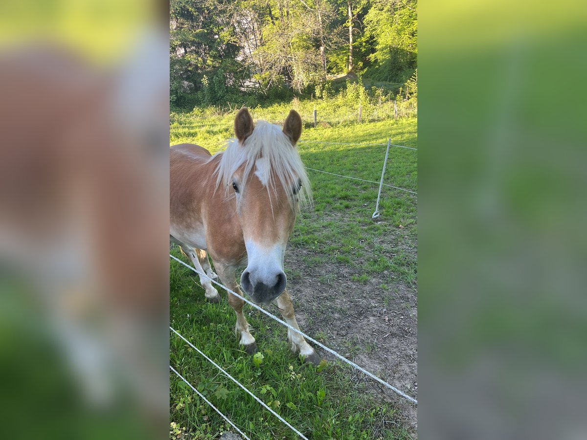 Haflinger Semental 2 años 145 cm in Much