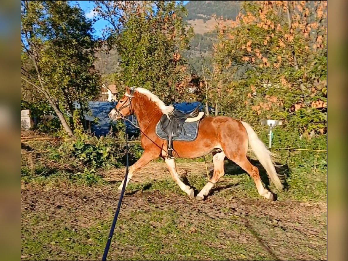 Haflinger Semental 2 años 150 cm Alazán-tostado in Tubre Haflinger Semental 2 años 150 cm Alazán-tostado in Tubre