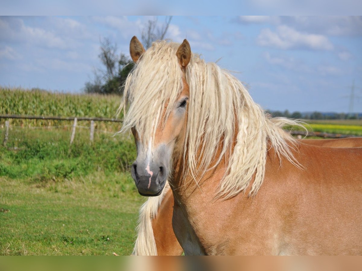 Haflinger Semental 2 años 151 cm Alazán in Westendorf