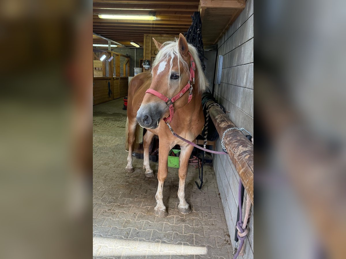 Haflinger Semental 3 años 152 cm Alazán in Daleiden
