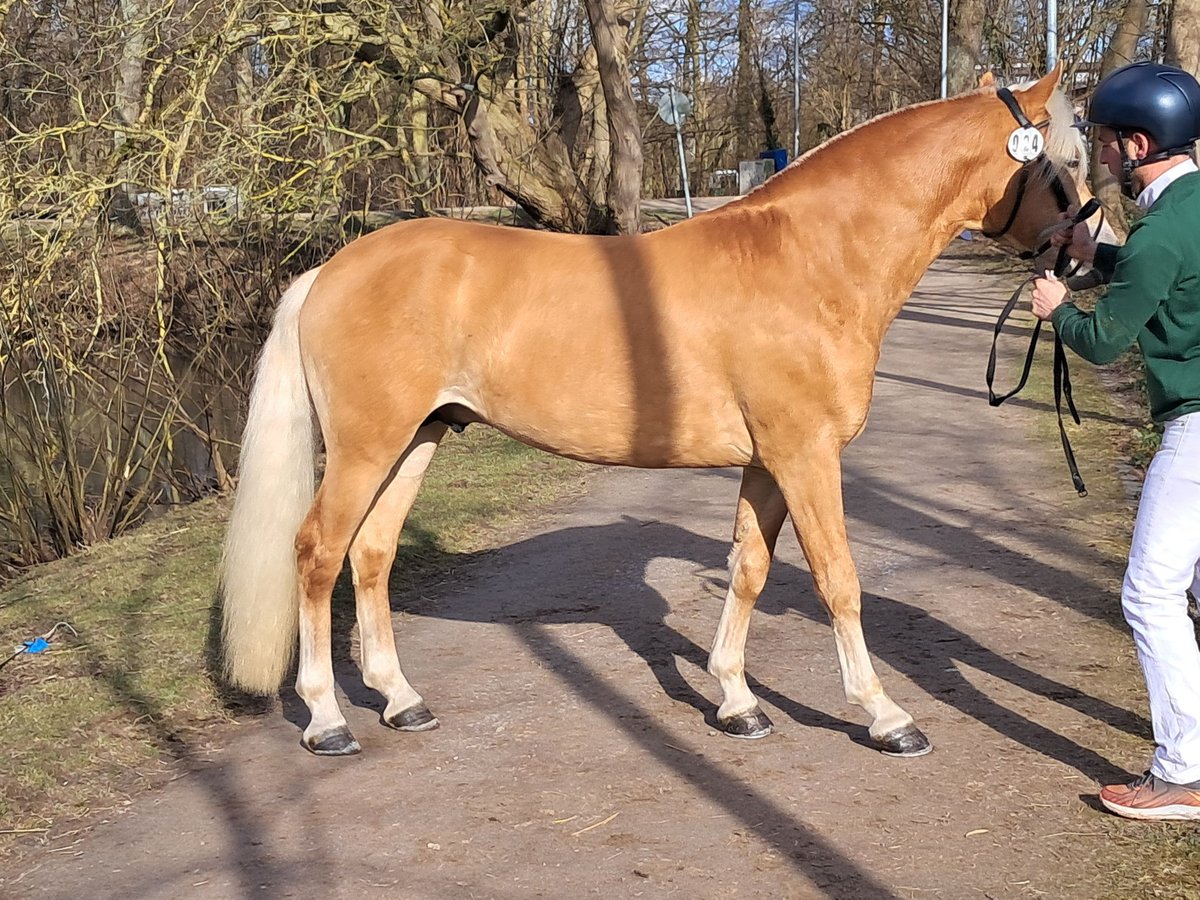 Haflinger Semental Alazán in Wuppertal