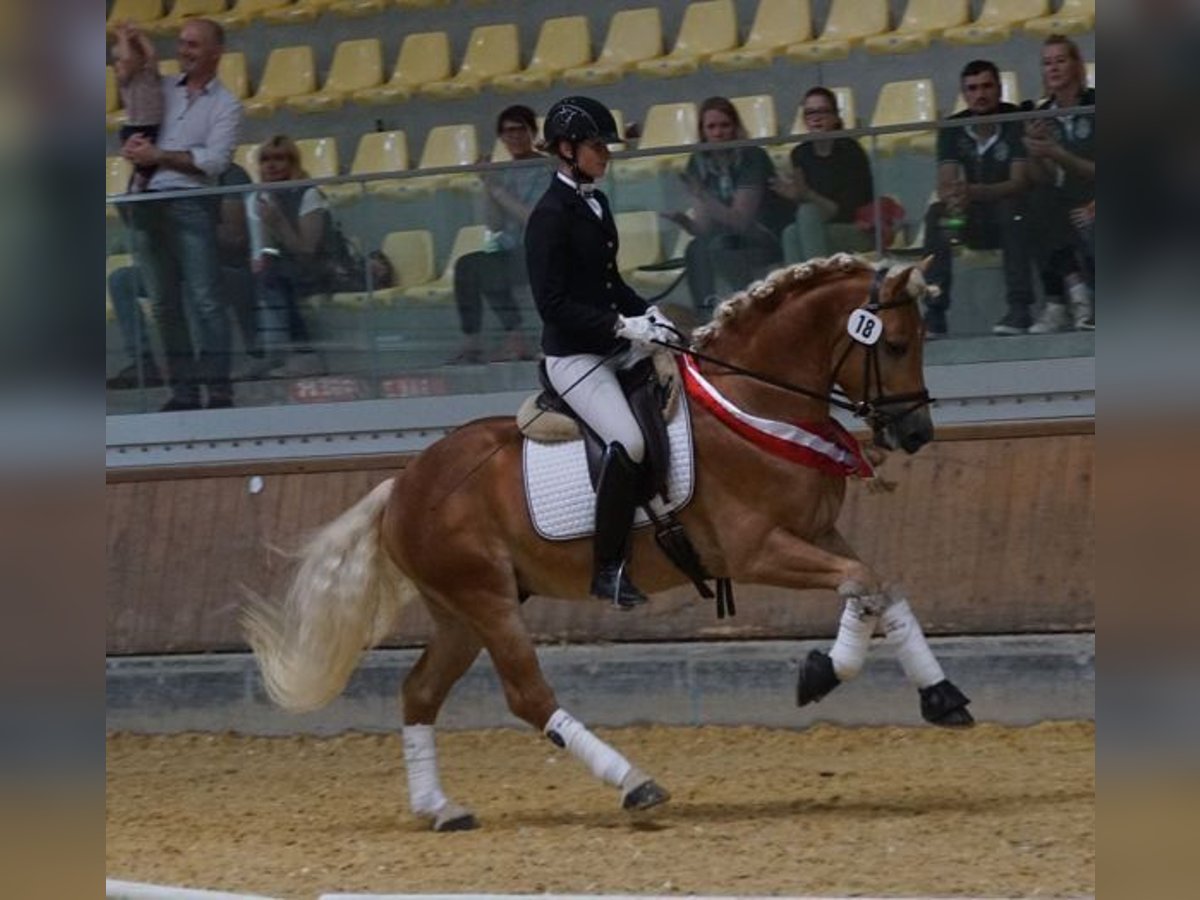 Haflinger Semental Alazán in Wuppertal