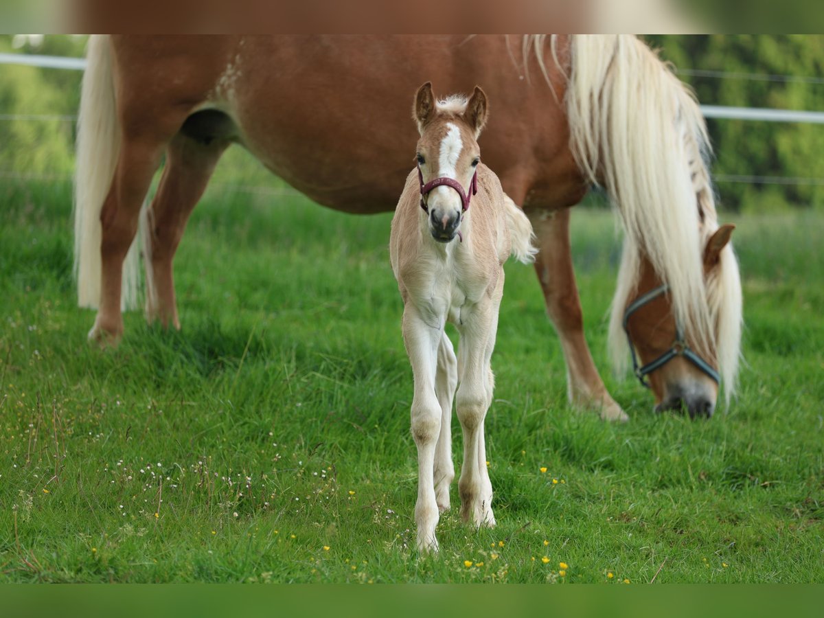 Haflinger Semental  150 cm Alazán in Reischach
