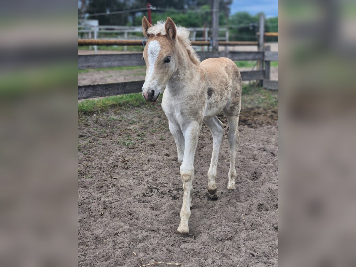 Haflinger Semental  153 cm Alazán in Hennigsdorf
