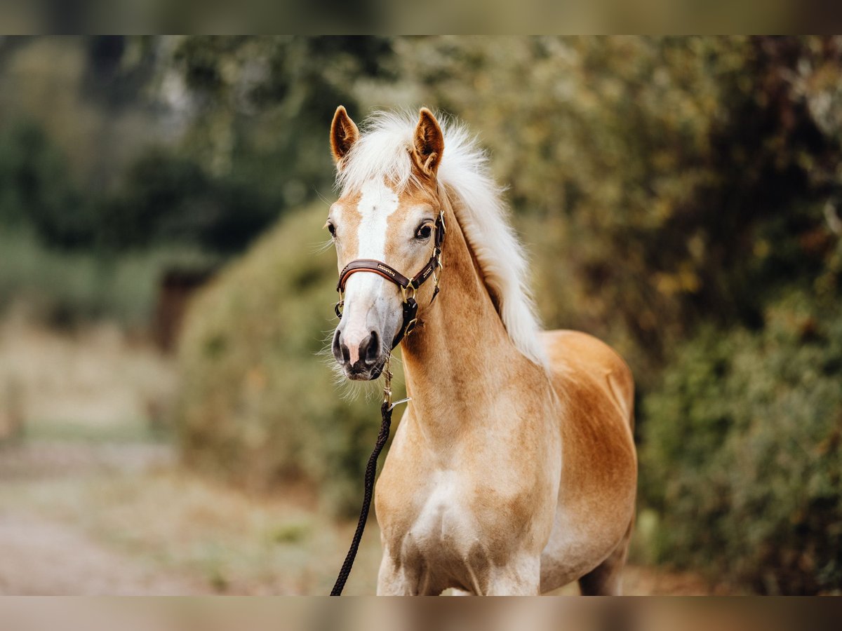 Haflinger Semental Potro (03/2024) 154 cm in Trebbin