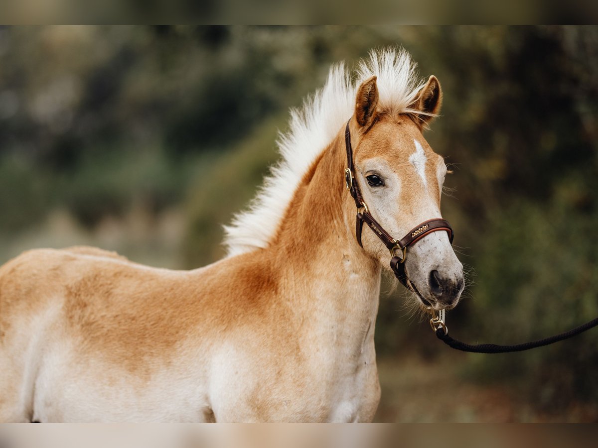 Haflinger Semental Potro (05/2024) 154 cm in Trebbin