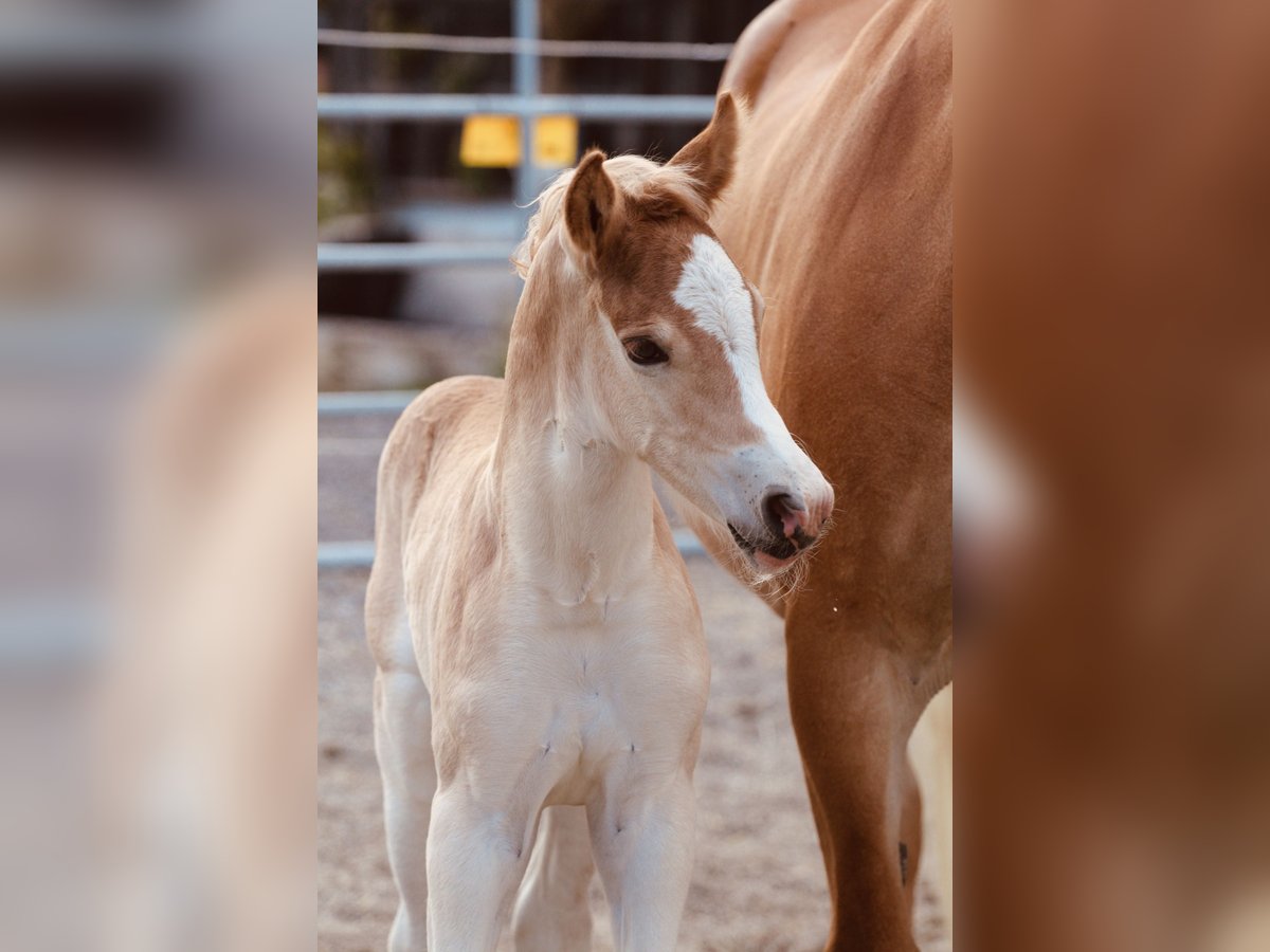 Haflinger Semental  155 cm Alazán in Kolsassberg