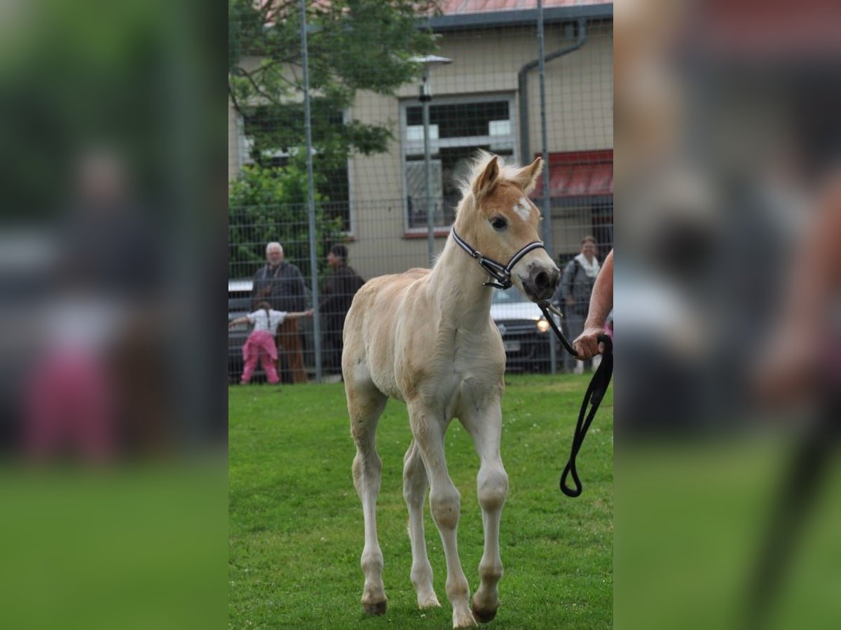 Haflinger Semental Potro (04/2025) Alazán in Rauenberg
