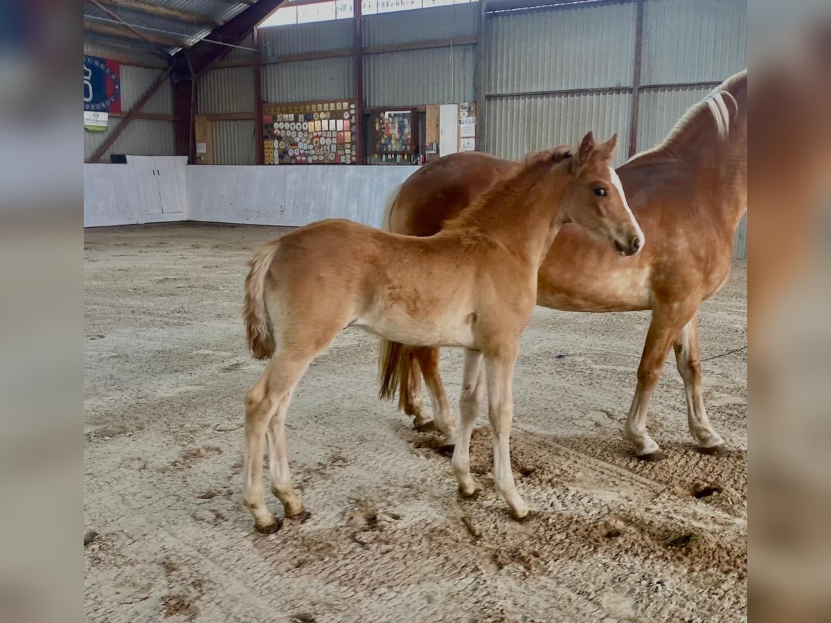 Haflinger Mestizo Semental Potro (04/2024) Alazán in Rhinow