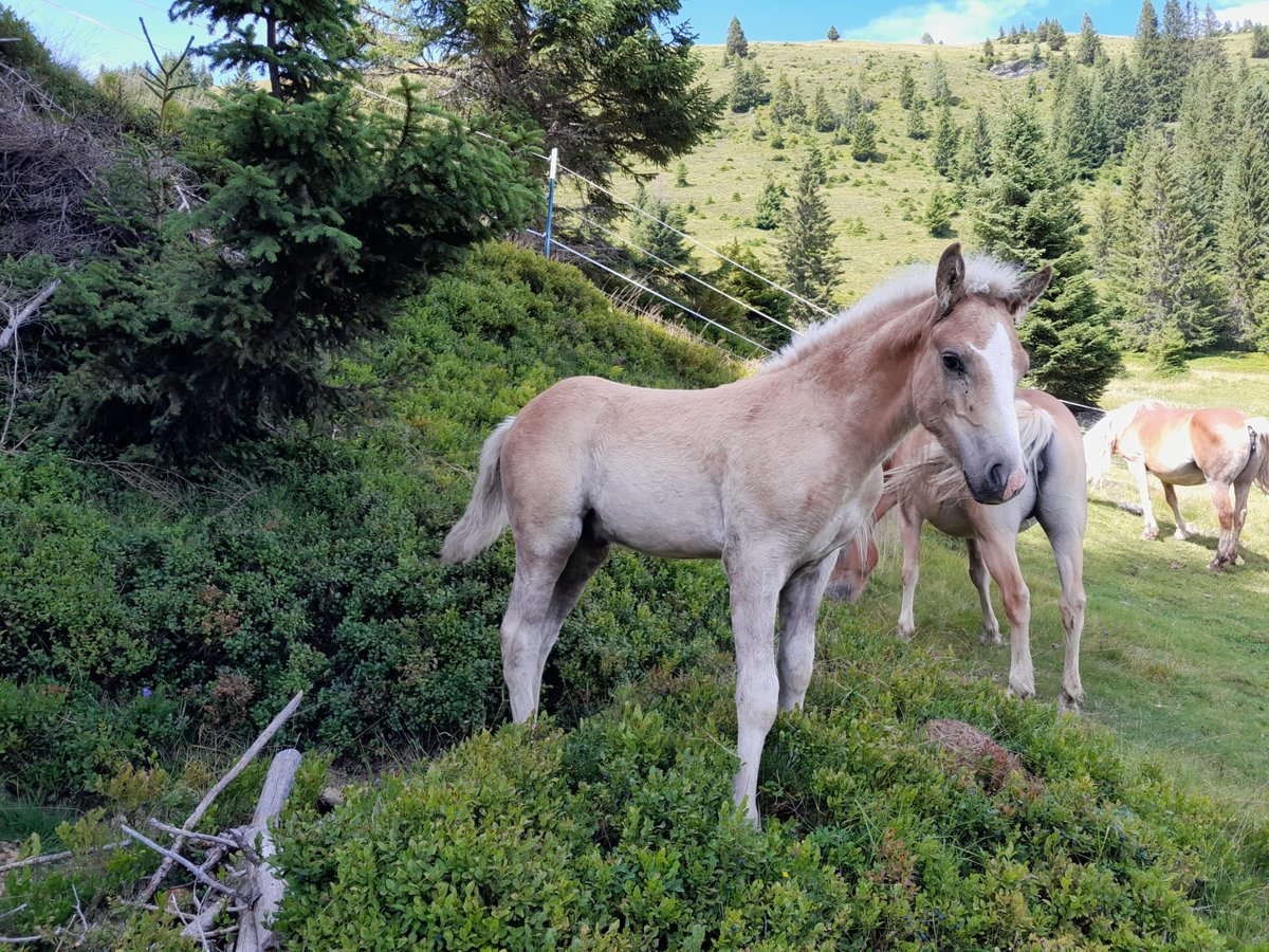 Haflinger Semental Potro (04/2024) Alazán in Großarl