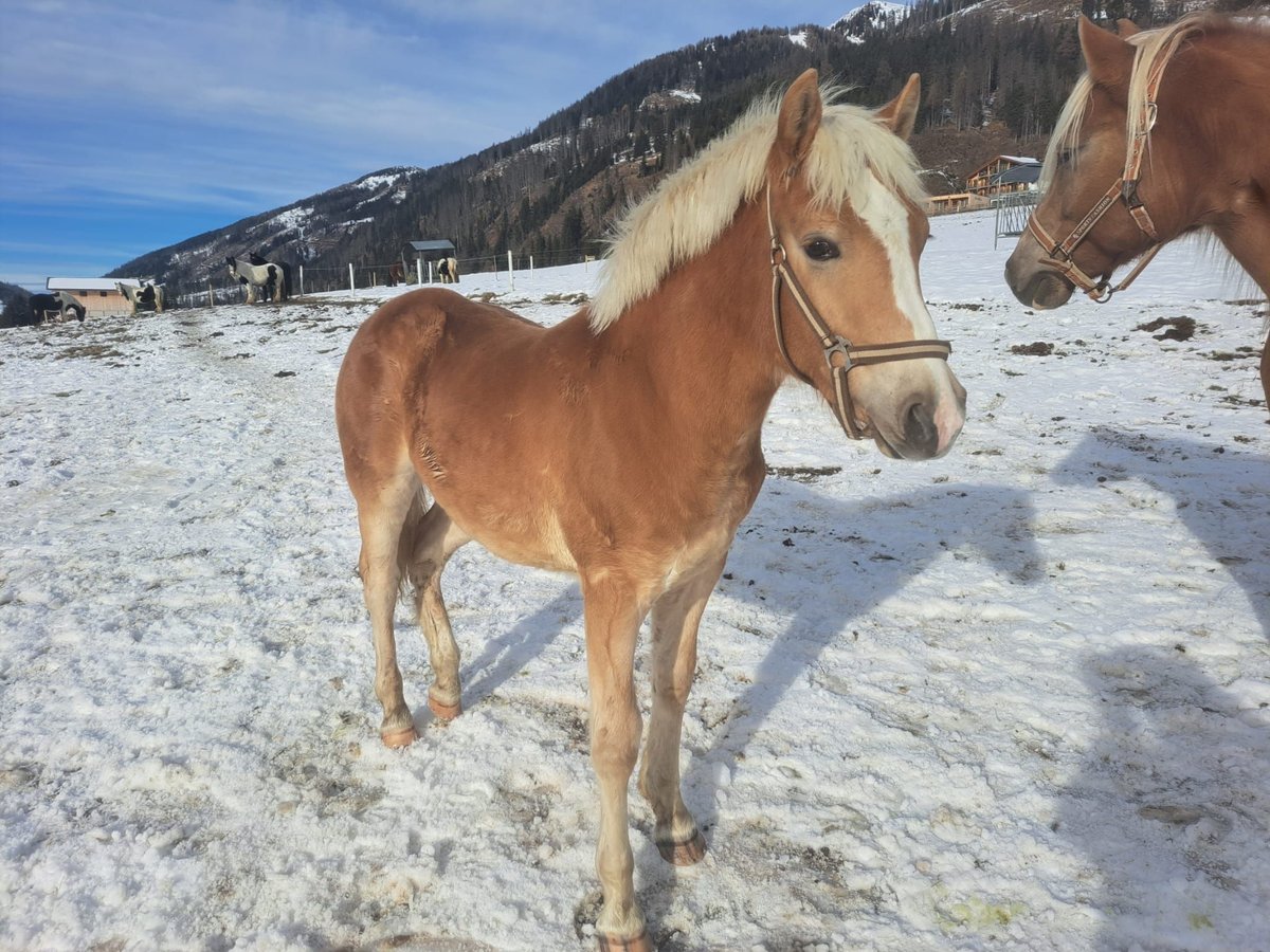 Haflinger Semental Potro (01/2025) in Obertilliach