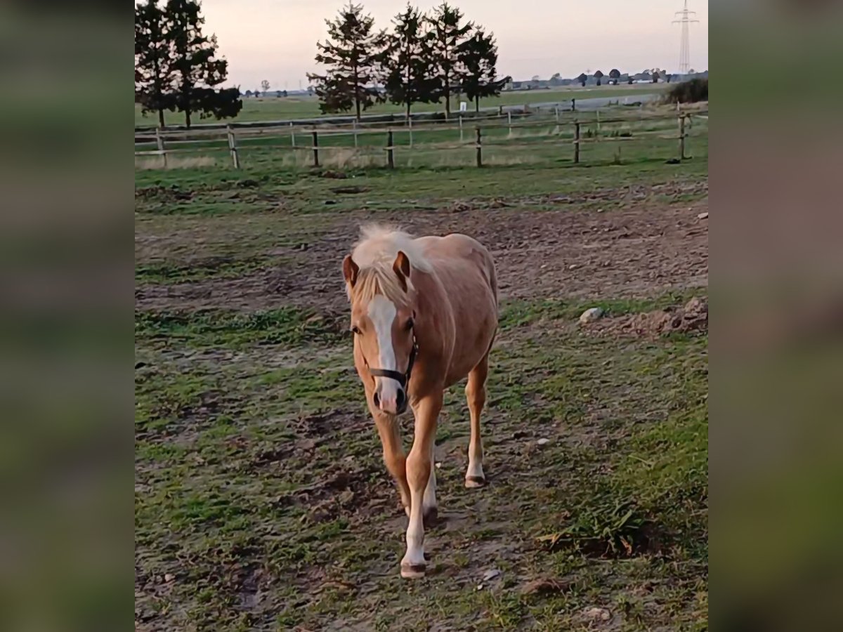 Haflinger Semental Potro (05/2025) in Ganderkesee