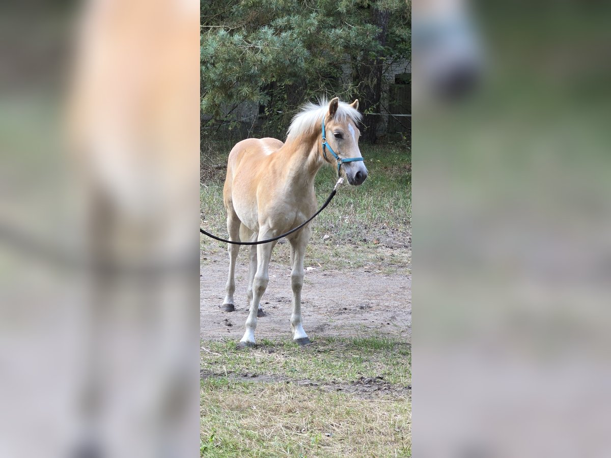 Haflinger Semental Potro (03/2024) in Hagenow