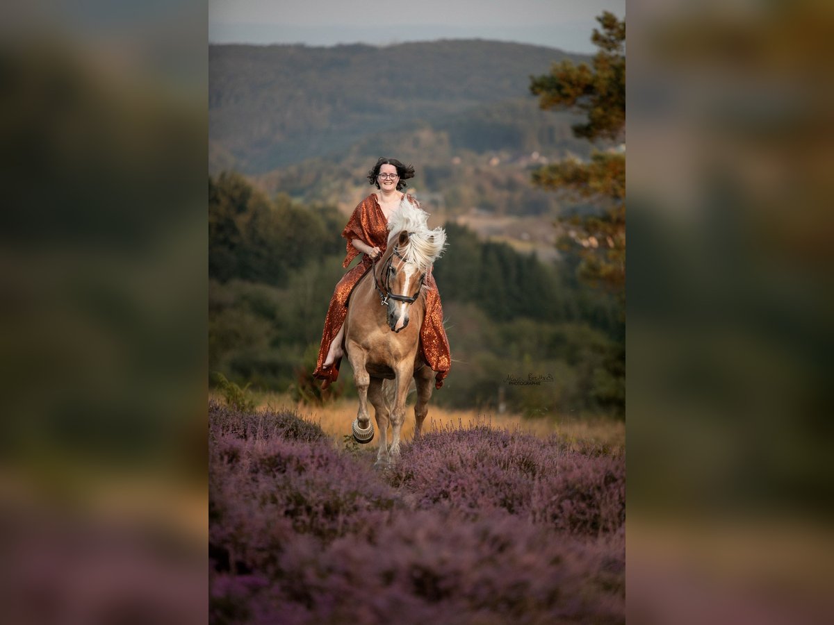 Haflinger Stallion 12 years 14,2 hh Chestnut-Red in Grafschaft