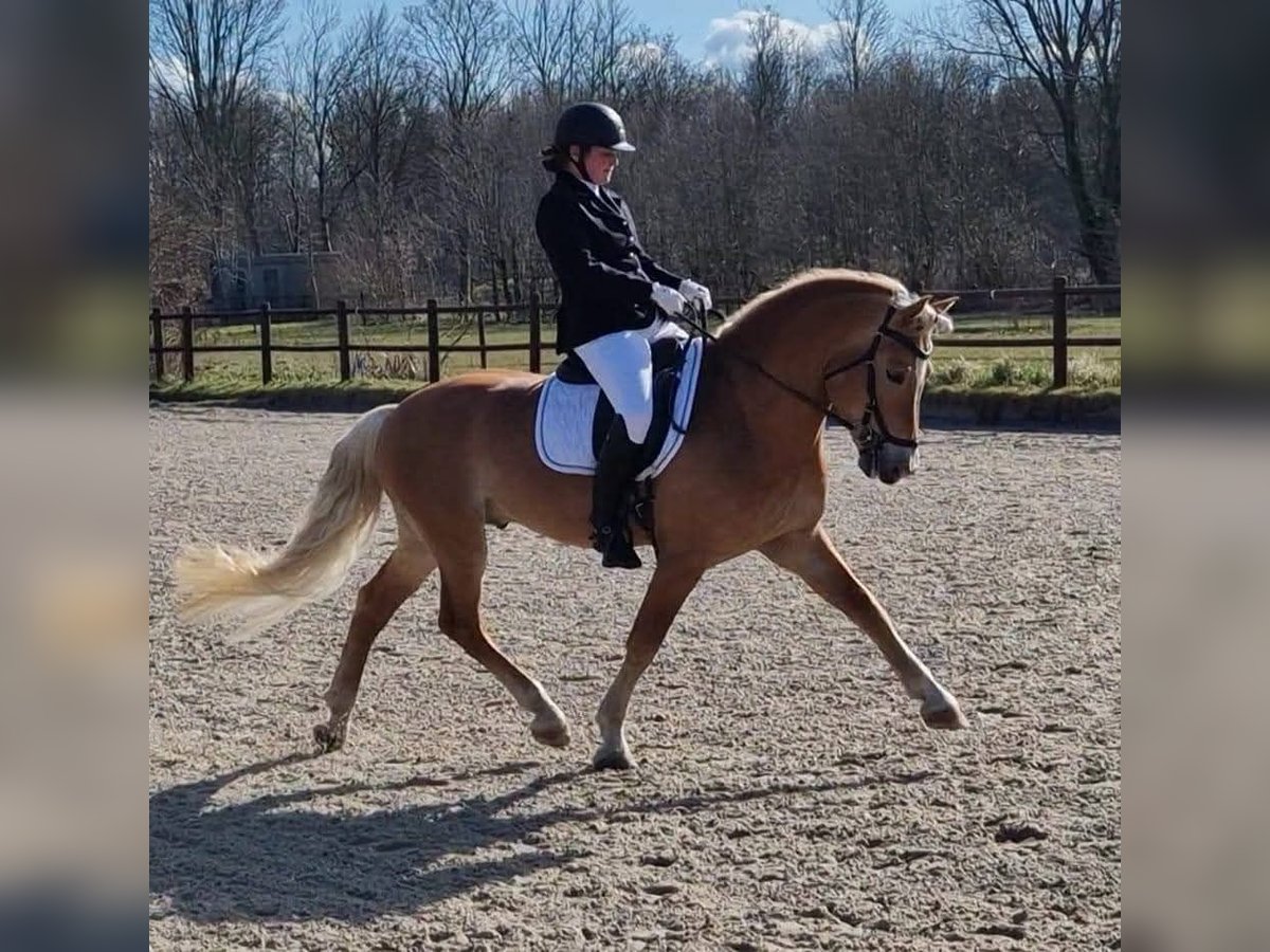 Haflinger Stallion 13 years 15,2 hh Chestnut-Red in Lelystad