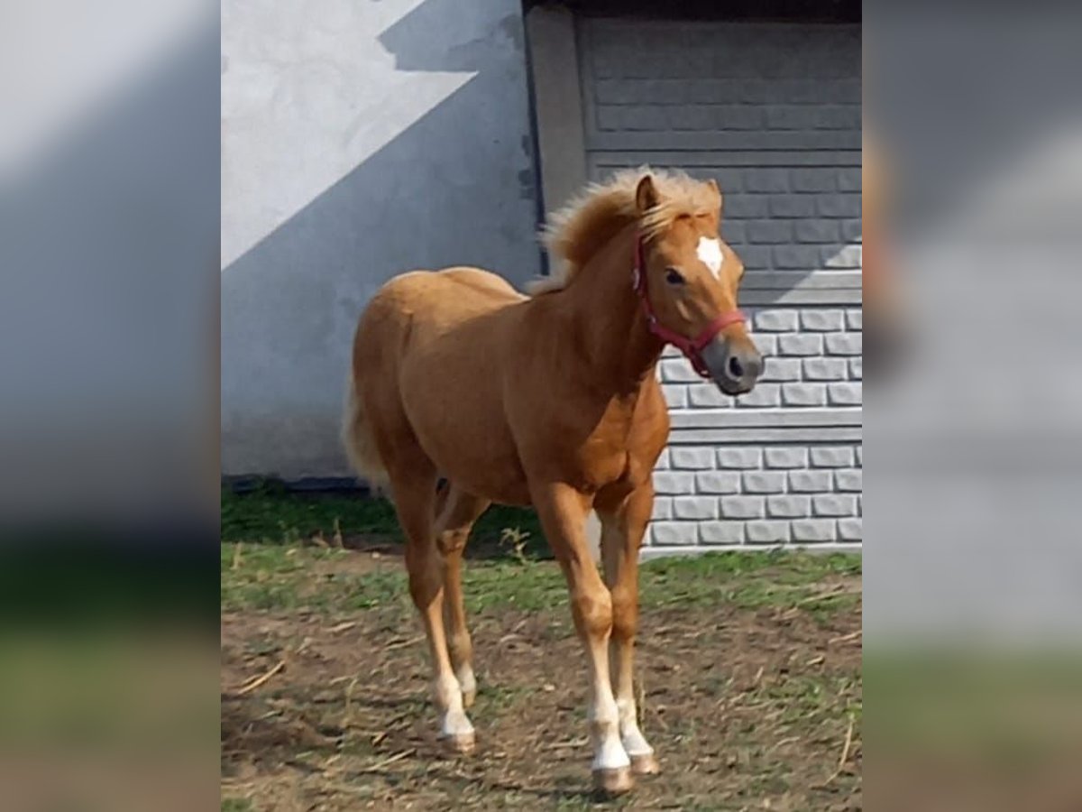 Haflinger Stallion 1 year 14,2 hh Chestnut in Opatow