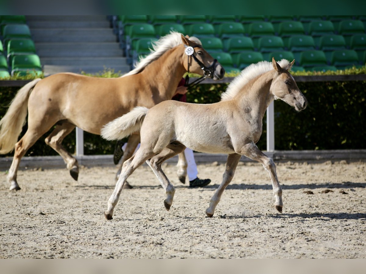 Haflinger Stallion 1 year 14,2 hh Chestnut-Red in Dittelsdorf