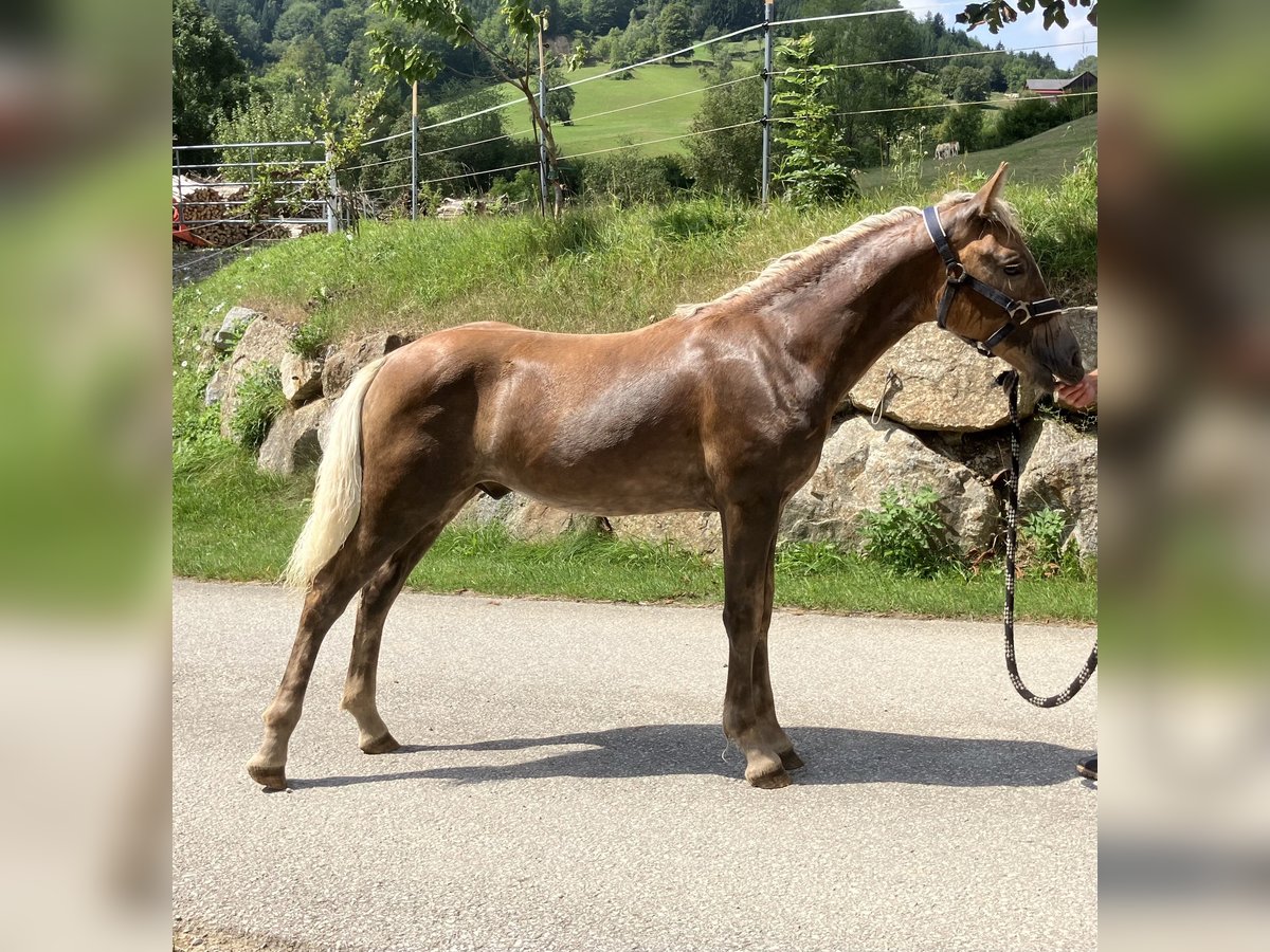 Haflinger Stallion 1 year 14,2 hh Chestnut-Red in St.Georgen an der Leys