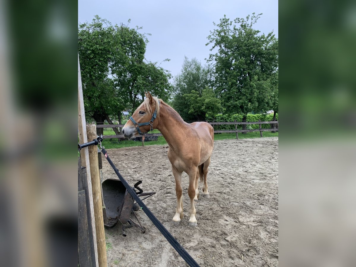 Haflinger Mix Stallion 1 year 14,2 hh Chestnut-Red in Hardinxveld