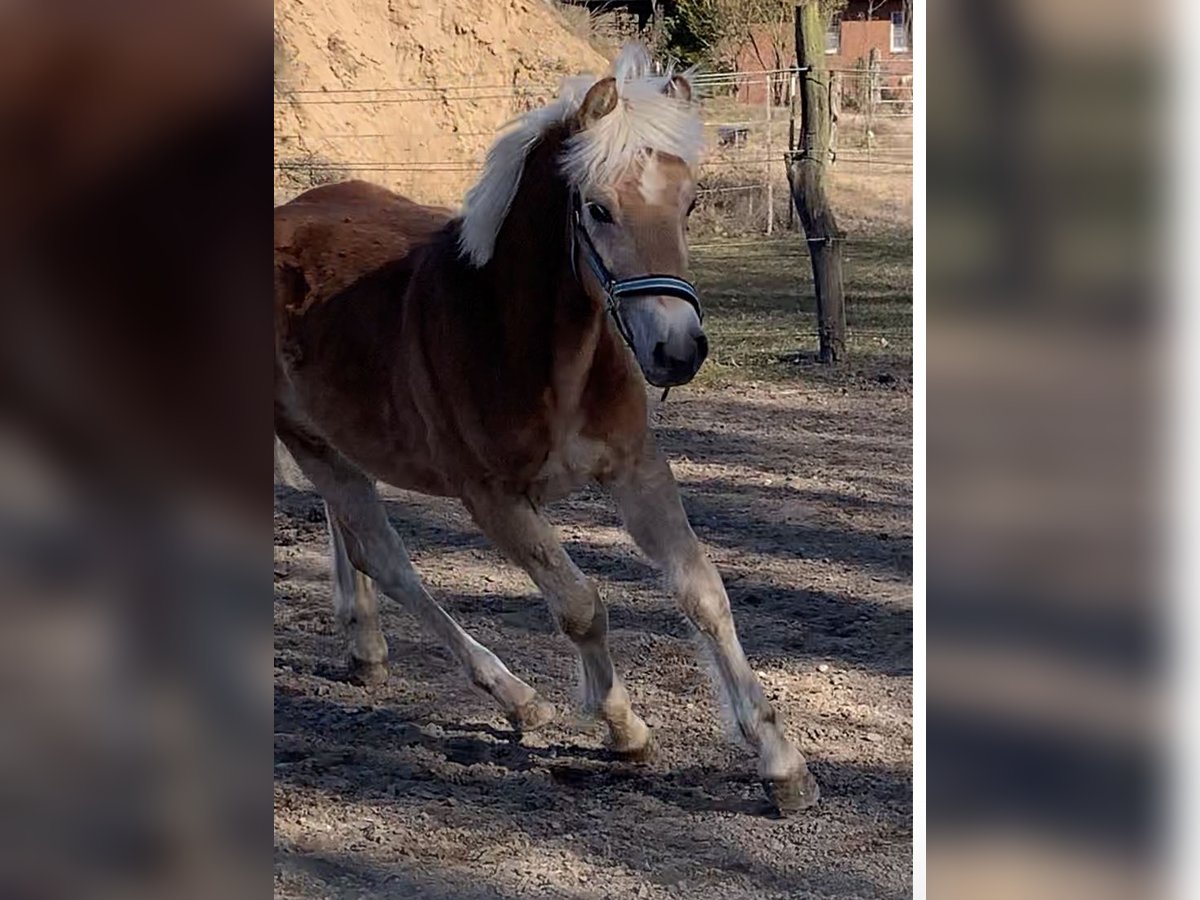 Haflinger Stallion 1 year 14,2 hh in Suhlendorf
