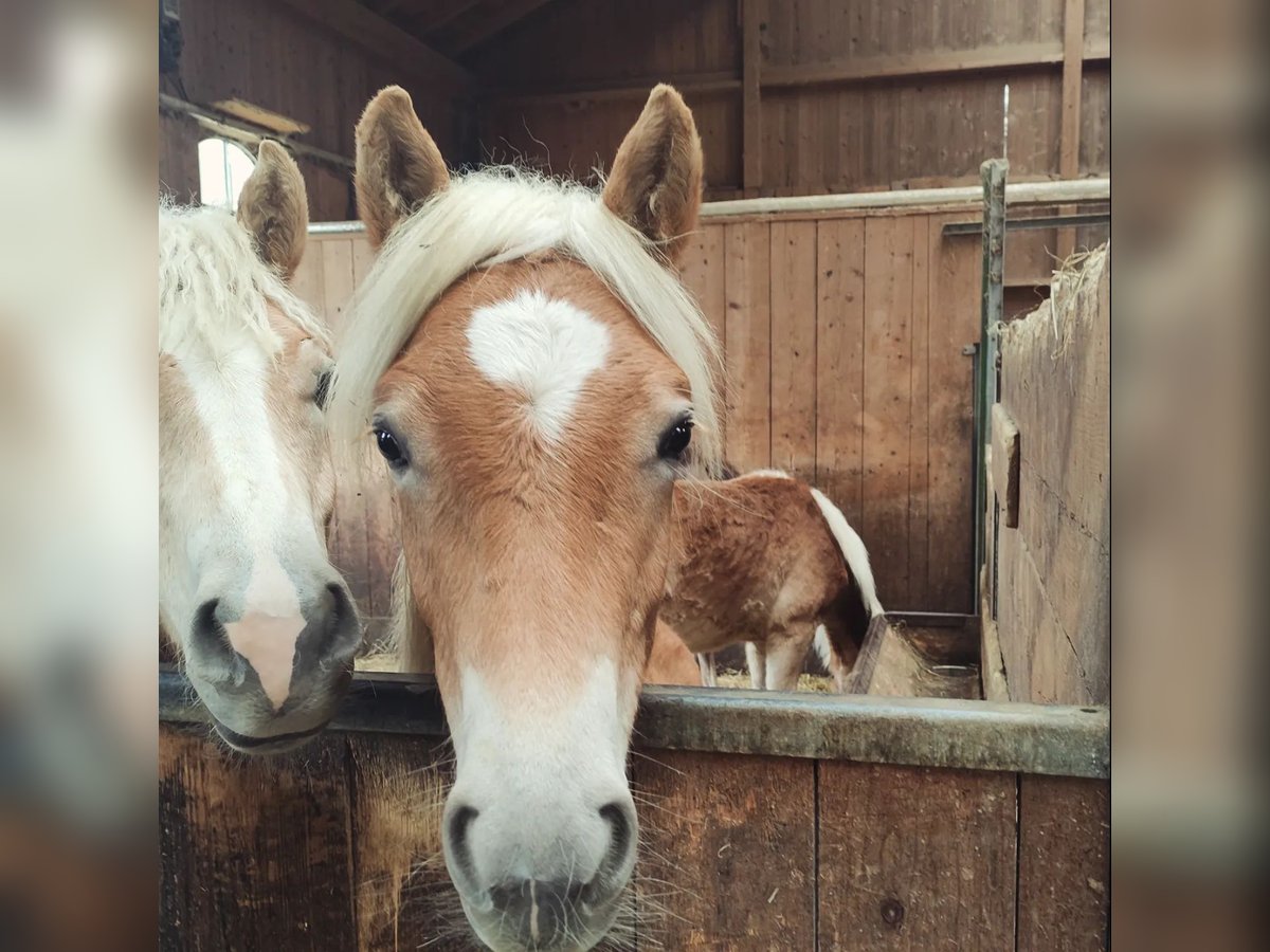 Haflinger Stallion 1 year 14,3 hh Chestnut-Red in Ruhpolding