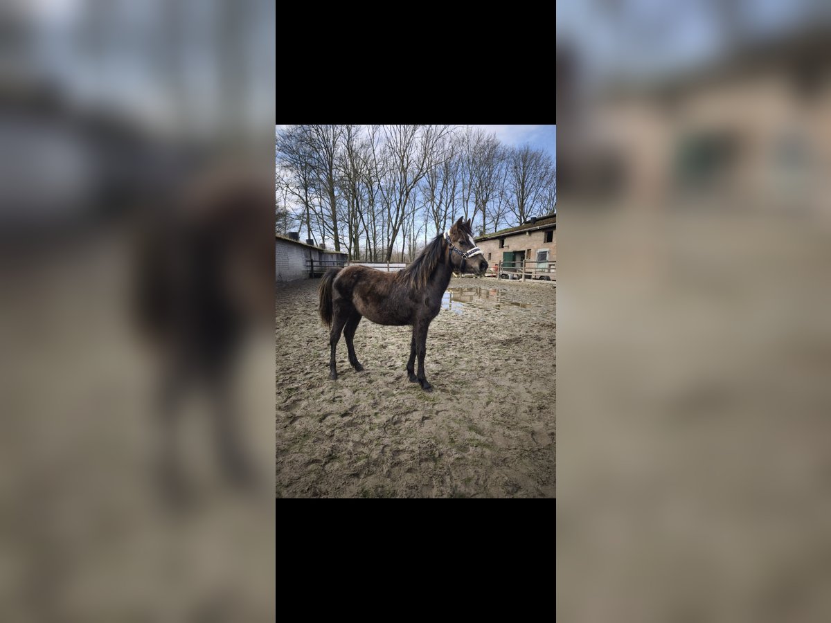 Haflinger Mix Stallion 1 year 14,1 hh Brown in Susteren