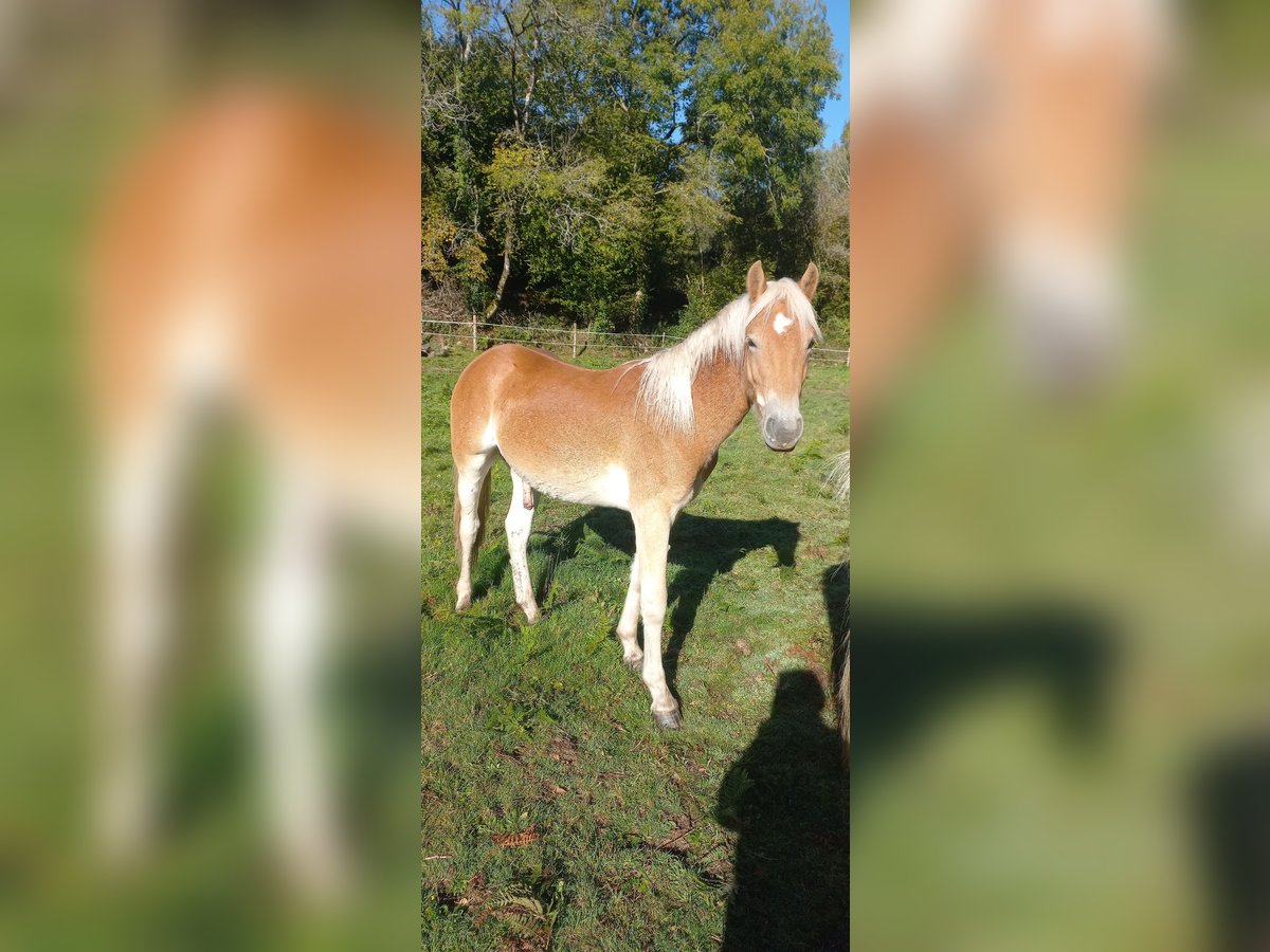 Haflinger Stallion 1 year 14,2 hh Chestnut-Red in JABREILLES LES BORDES