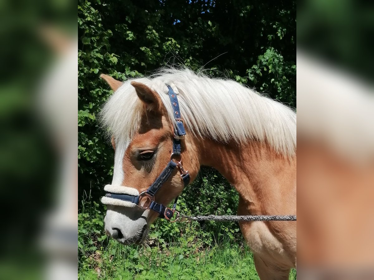 Haflinger Stallion 1 year 14,2 hh in Biebergemünd