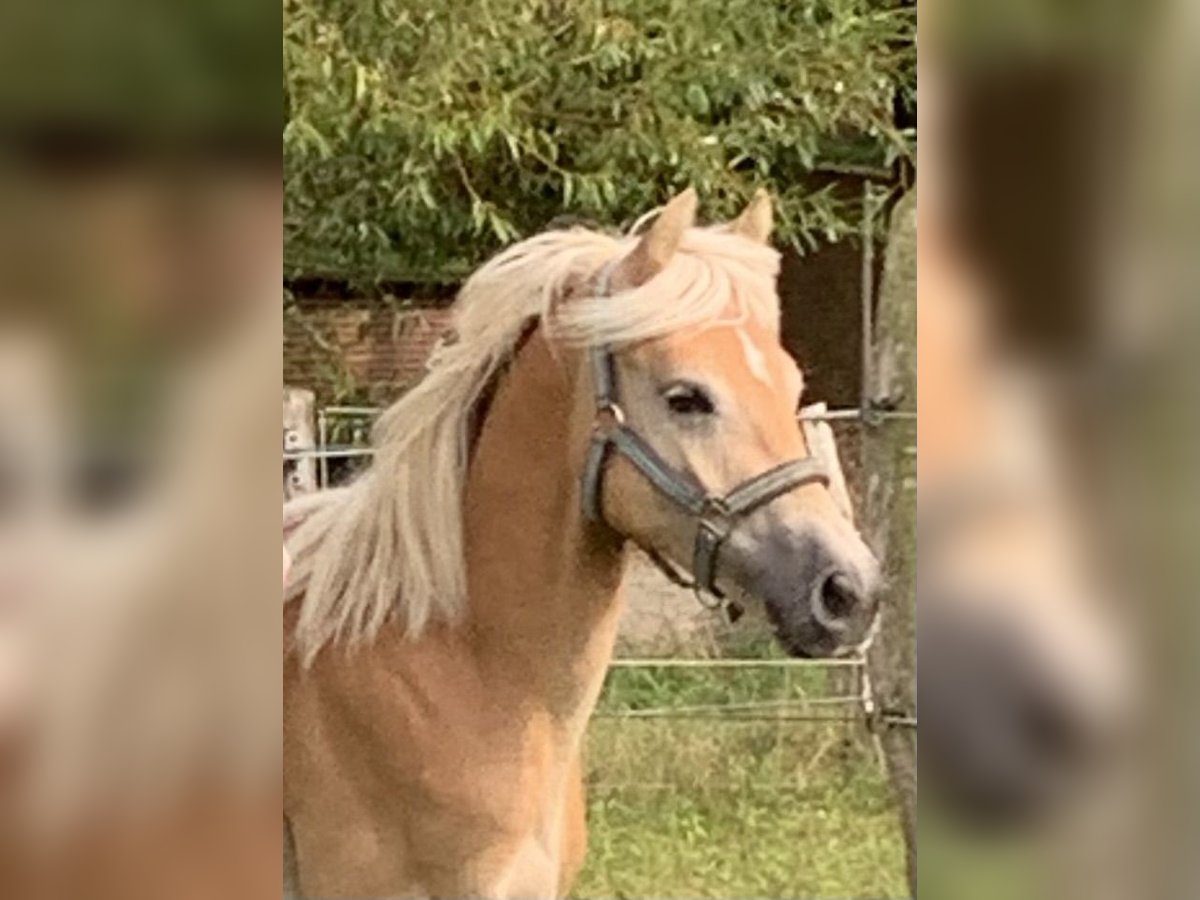 Haflinger Stallion 1 year 14,2 hh in Suhlendorf