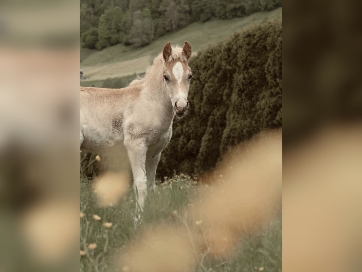 Haflinger Stallion 1 year 15,1 hh Chestnut-Red in Bramberg