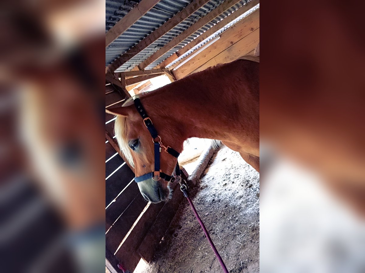 Haflinger Stallion 2 years 13,3 hh Chestnut-Red in Schwabm&#xFC;nchench