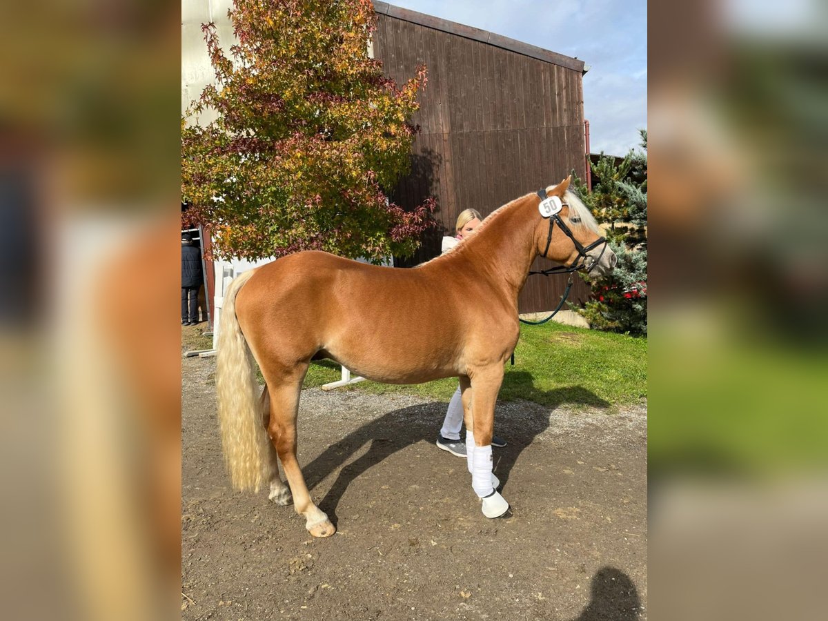 Haflinger Stallion 2 years 14,1 hh Chestnut-Red in St Marein bei Graz