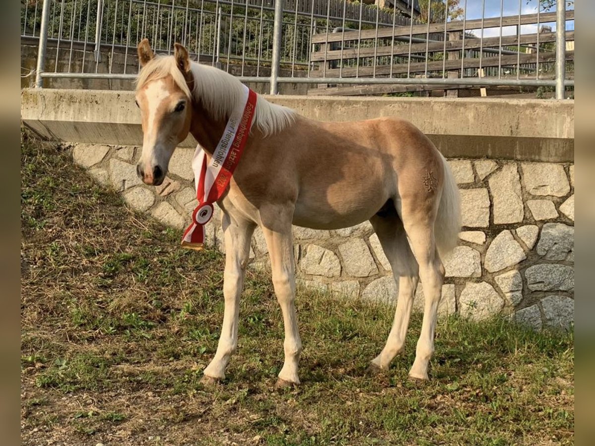 Haflinger Stallion 2 years 15,1 hh in Trebbin