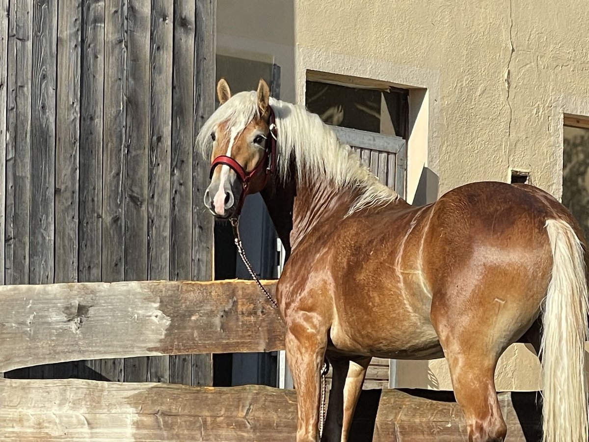 Haflinger Stallion 2 years 15 hh Chestnut-Red in Leutershausen