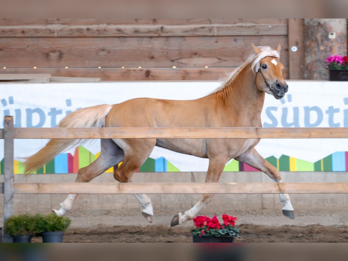 Haflinger Stallion 3 years 14,2 hh Chestnut-Red in Bozen/Südtirol