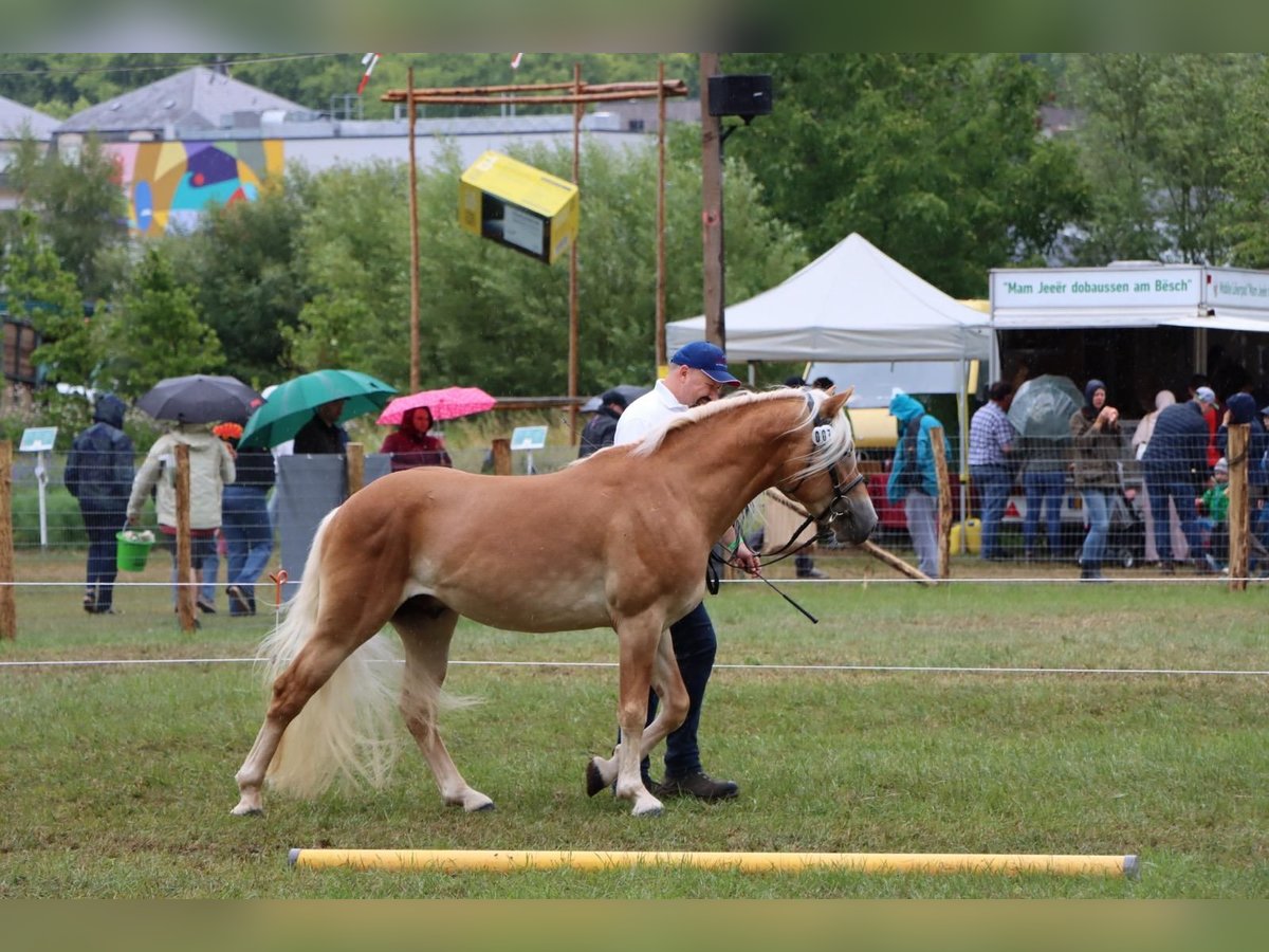 Haflinger Stallion 3 years 14,2 hh Chestnut-Red in Ettelbruck