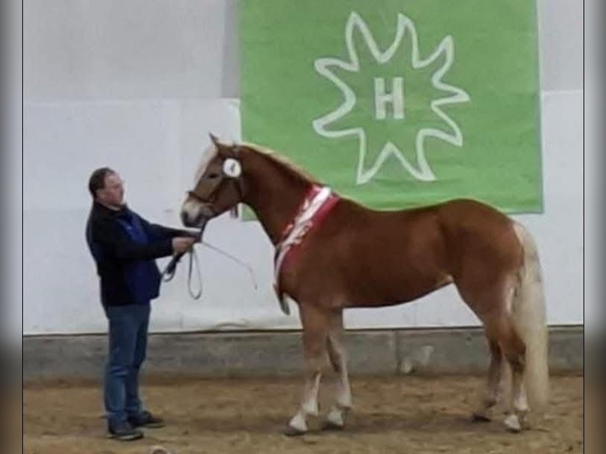 Haflinger Stallion 3 years 14,3 hh Chestnut-Red in St.Georgen an der Leys Haflinger Stallion 3 years 14,3 hh Chestnut-Red in St.Georgen an der Leys