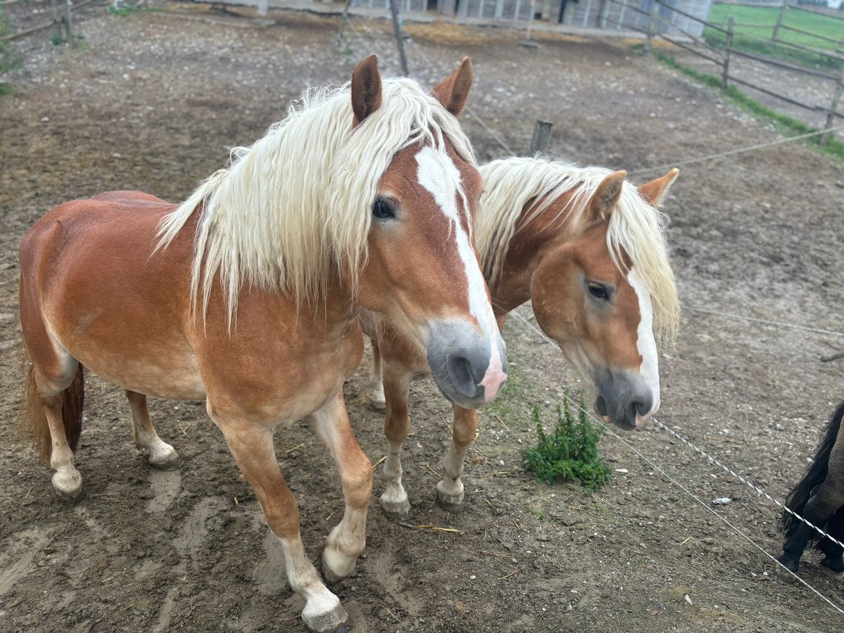 Haflinger Stallion 3 years 15,1 hh Chestnut-Red in Matzersdorf