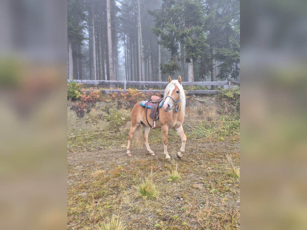 Haflinger Stallion 3 years Chestnut-Red in H&#xFC;ttau