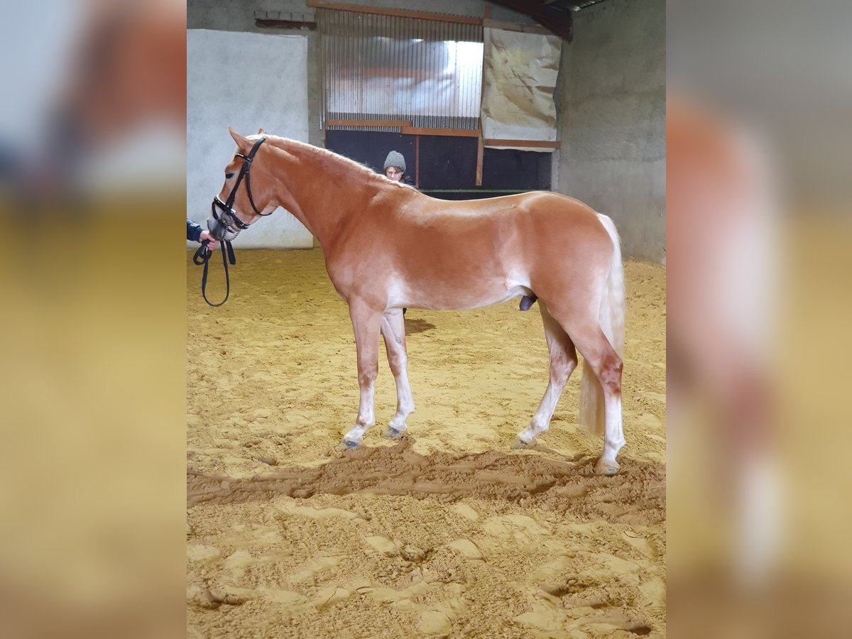 Haflinger Stallion 4 years 15 hh Chestnut-Red in Alzingen