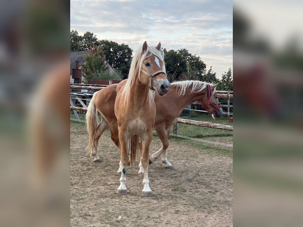 Haflinger Stallion 4 years 15,2 hh Chestnut-Red in Daleiden