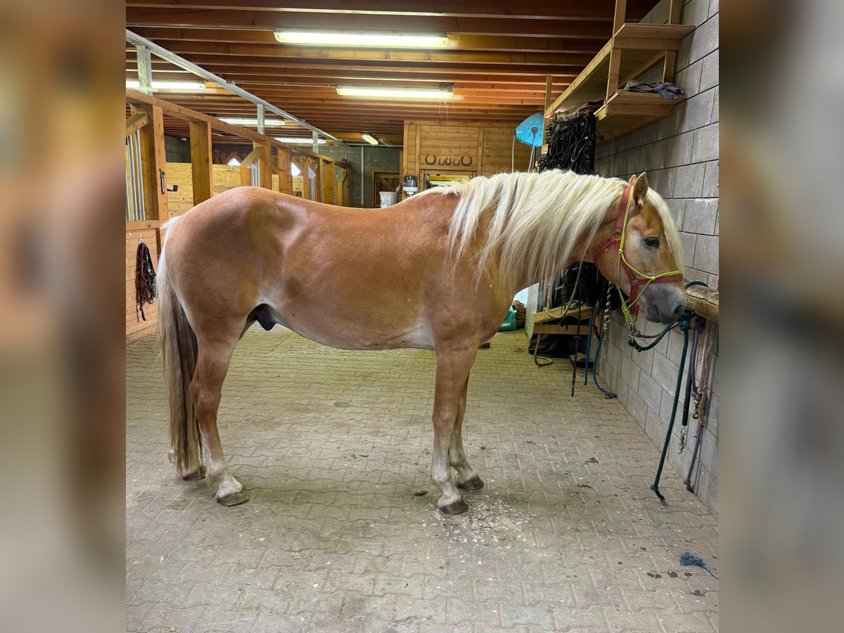 Haflinger Stallion 4 years 15,2 hh Chestnut-Red in Daleiden