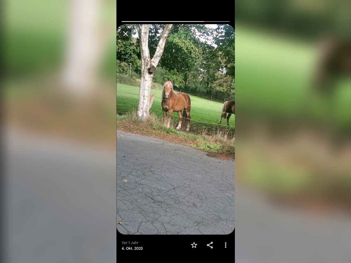 Haflinger Stallion 6 years 13,3 hh Chestnut-Red in Wester-Ohrstedt