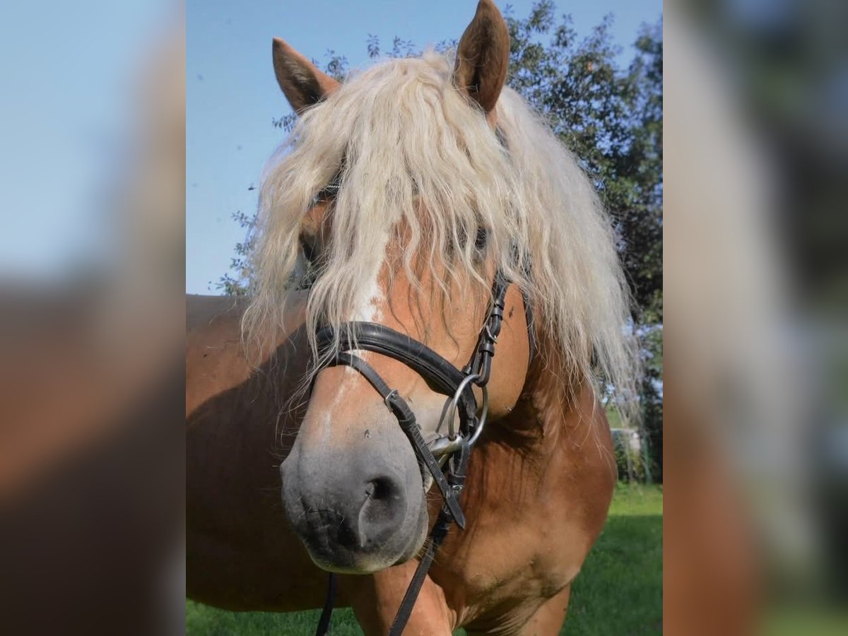 Haflinger Stallion 6 years 14,2 hh Chestnut in Postojna
