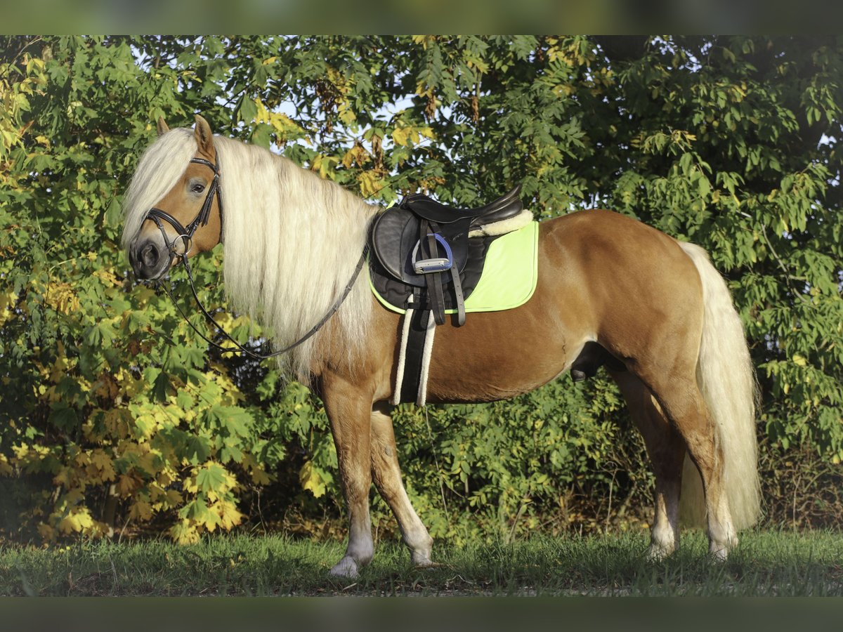 Haflinger Stallion 7 years 14,2 hh Chestnut-Red in Rochau