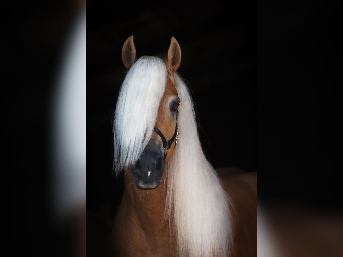 Haflinger Stallion 7 years 14,2 hh Chestnut-Red in Rochau