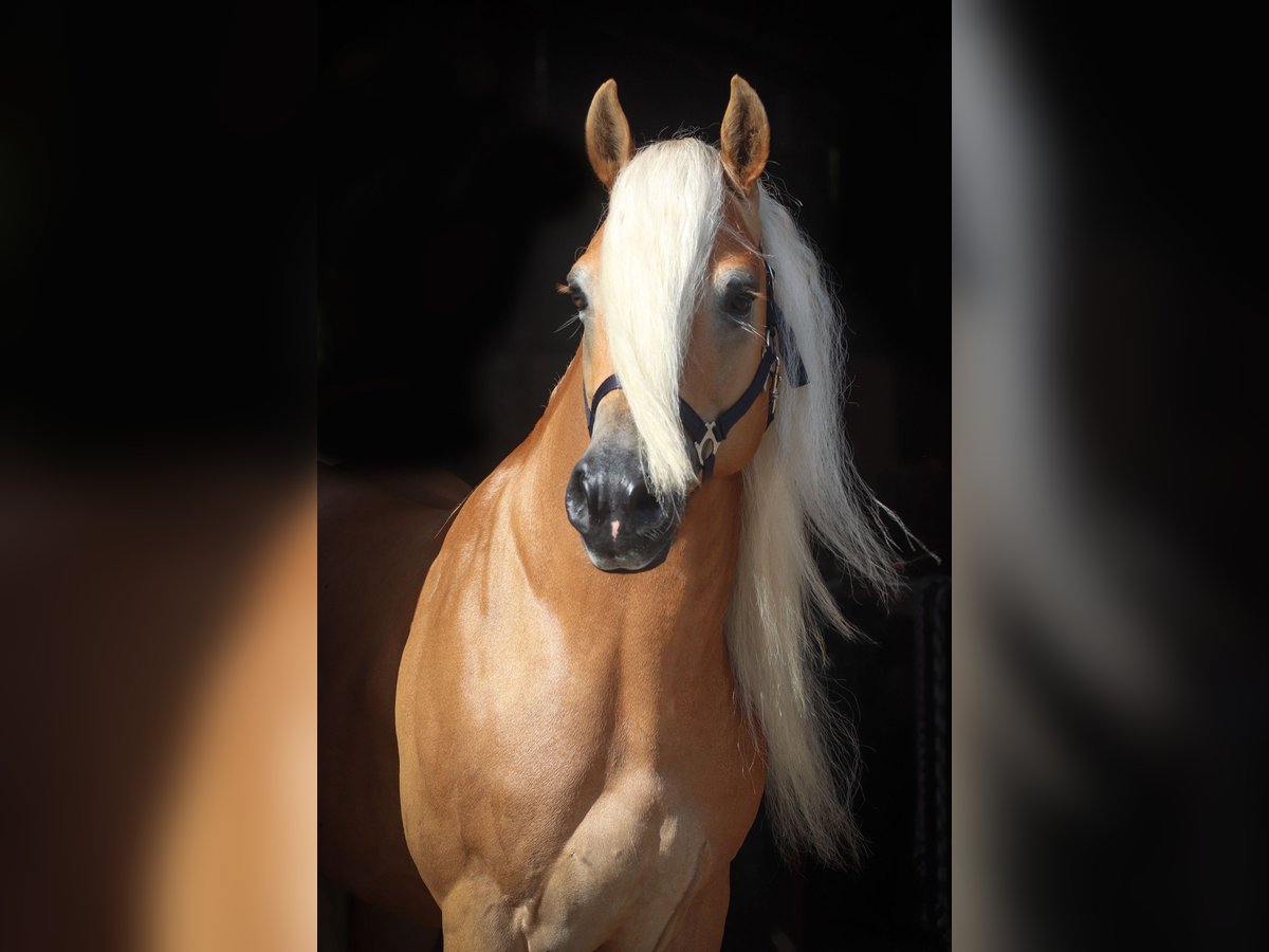 Haflinger Stallion 7 years 14,2 hh Dun in Rochau