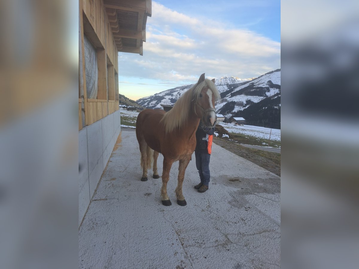Haflinger Stallion 7 years in Obertilliach