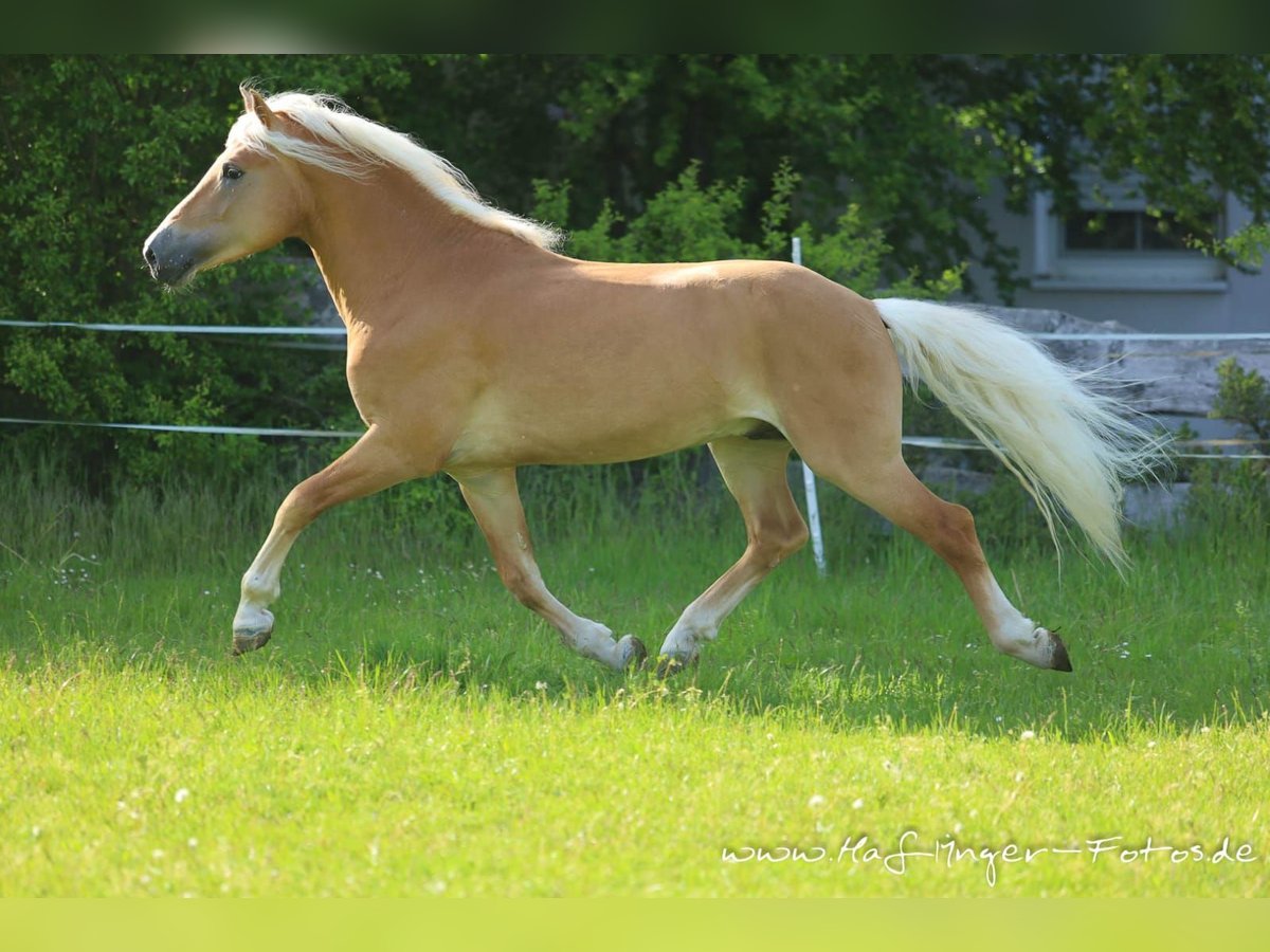 Haflinger Stallion Chestnut-Red in Wuppertal