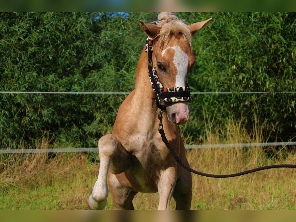 Haflinger Stallion Foal (04/2025) 14,1 hh Palomino in Str&#x119;goborzyce